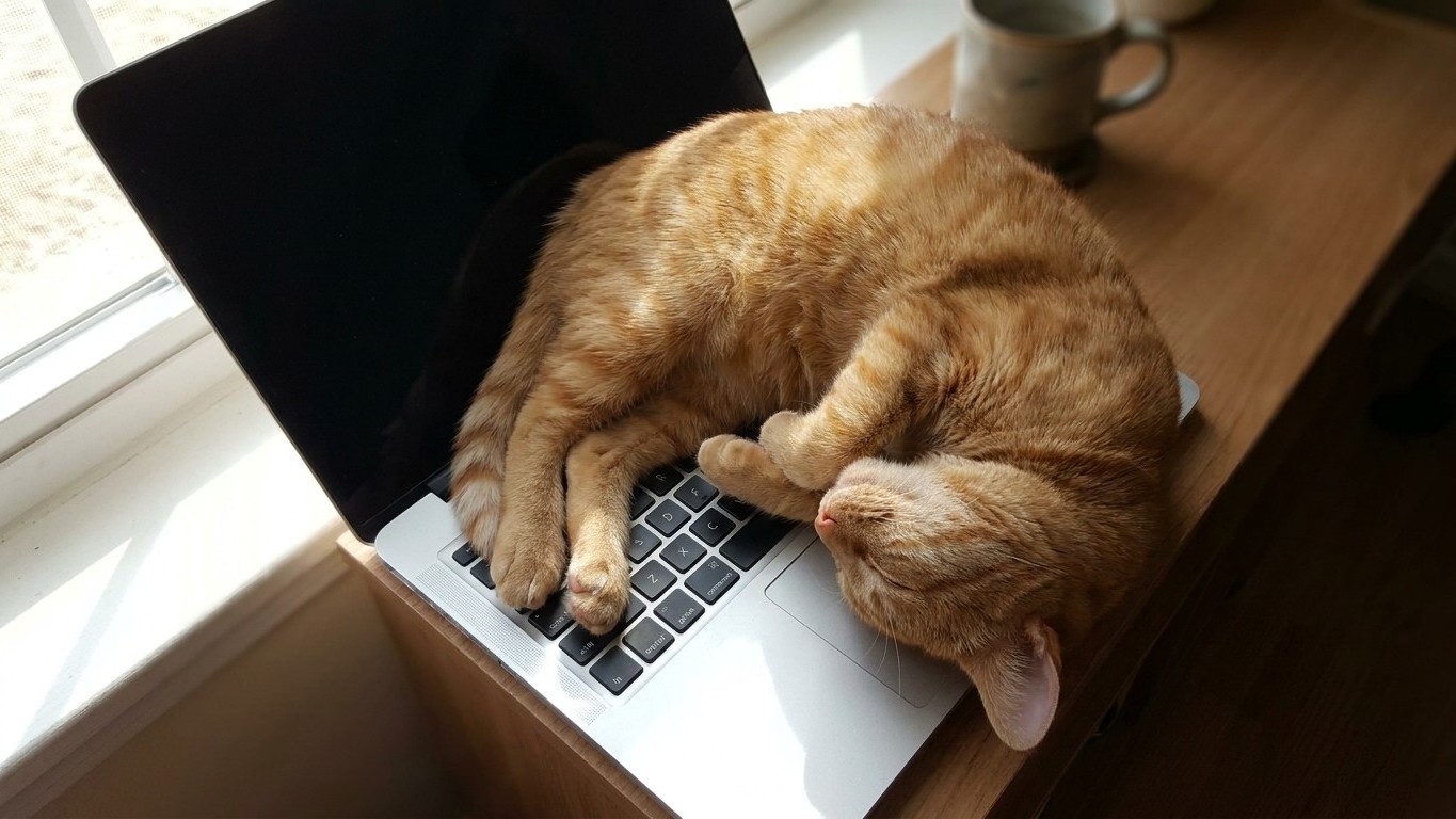 Laptop Cats: The Silent Heat Damage Vets Are Now Warning About