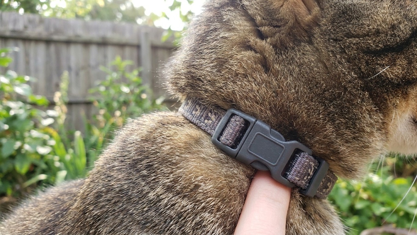 The Cat Collar Safety Crisis: Why Vets' Two-Finger Rule Could Be a Death Trap
