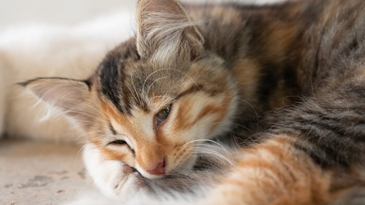 Why Your Cat's Water Bowl Is Sabotaging Their Health: The Science Vets Have Been Trying to Tell You