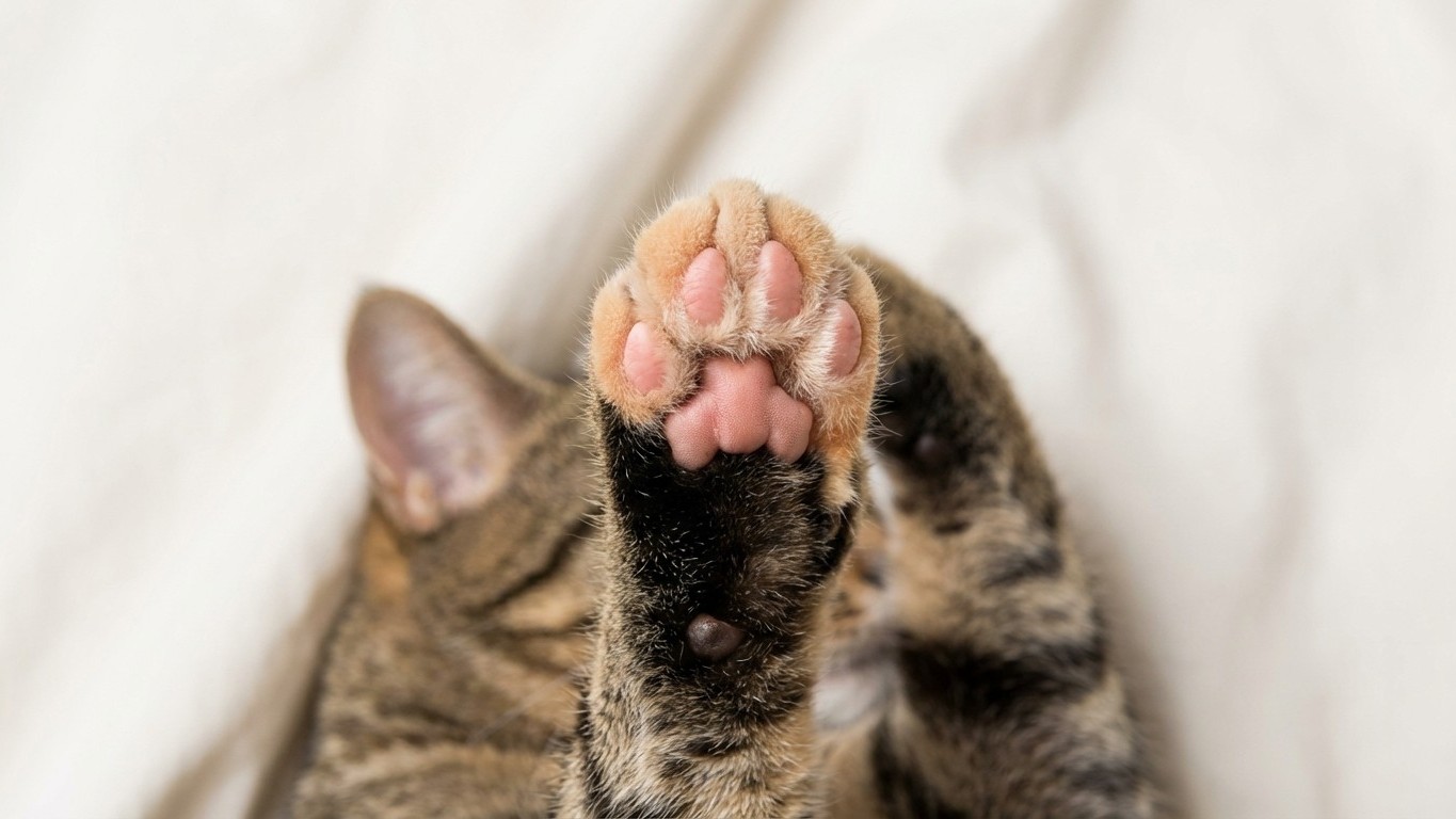 Your Cat's Paw Pads Are Hiding a Health Secret—Here's What Vets Check For