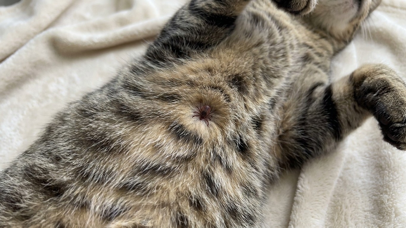 Vets Warn: Stop Pulling Cat Ticks Until You Check This Critical Detail