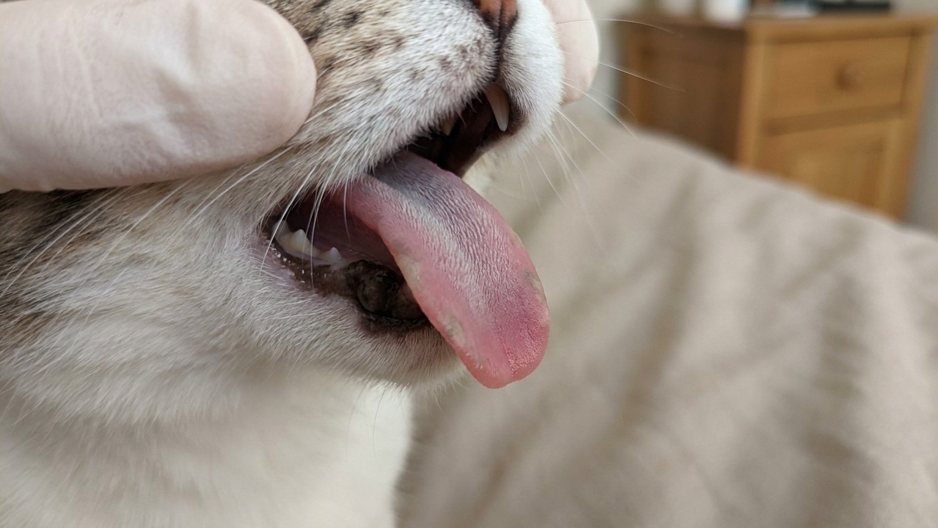 Years of Bedroom Phone Charging Nearly Cost My Cat Her Tongue: A Vet's Warning