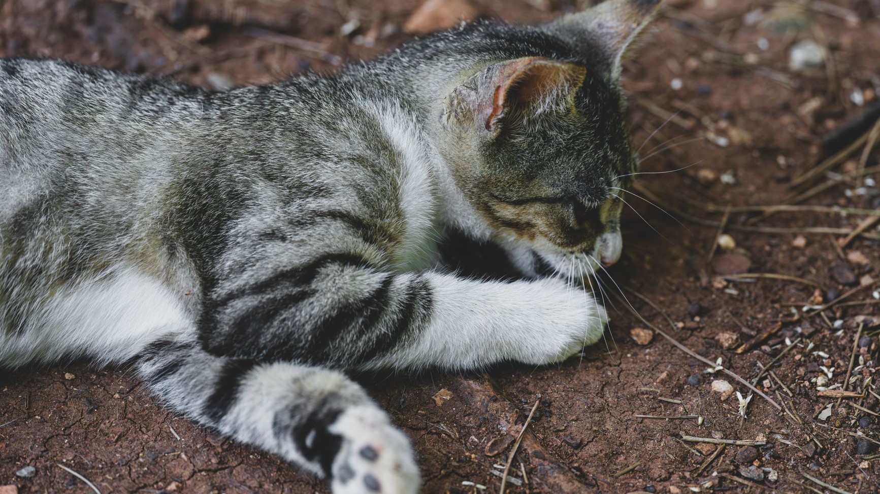 The Hidden Danger in Your Kitten's Litter Box: Why Bentonite Clay Could Be Life-Threatening