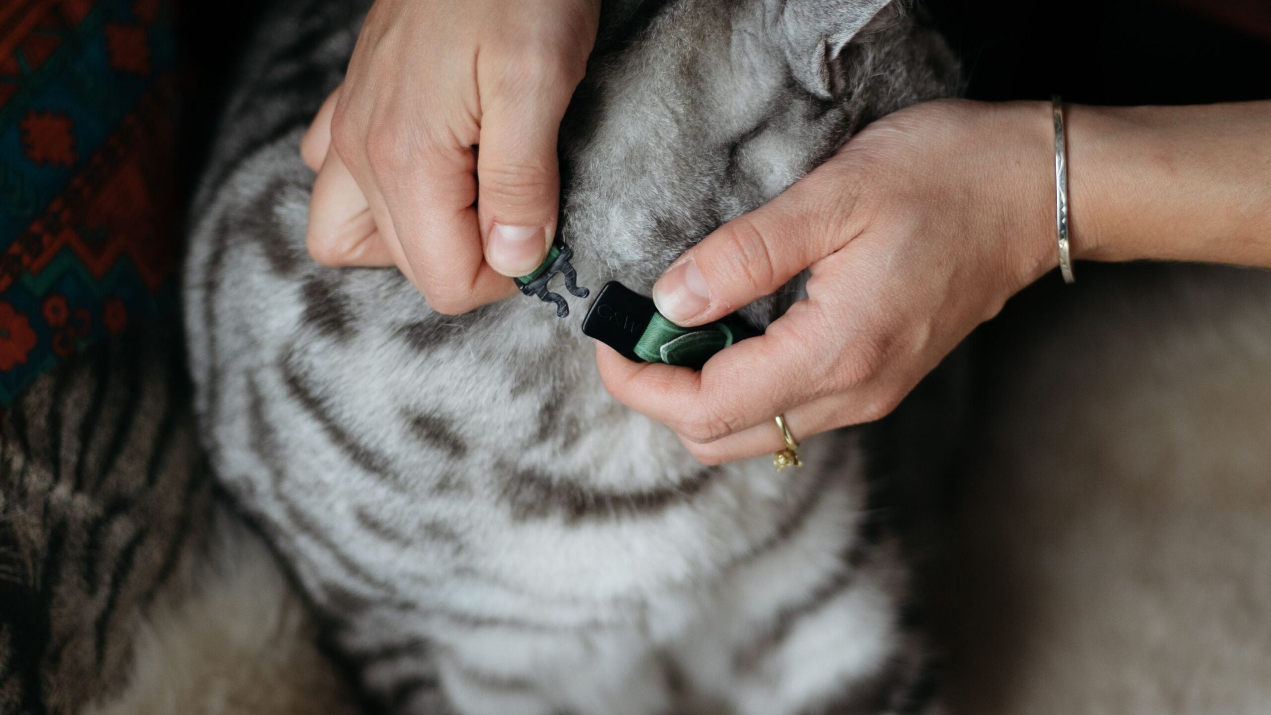 The Tiny Clip That Saves Lives: Why Your Cat's Breakaway Collar Is So Much More Than a Fancy Clasp
