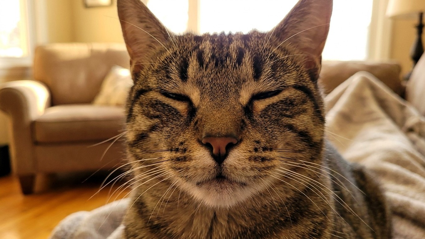 Your Cat's Slow Blink Is Actually a Love Message—Here's What Science Reveals