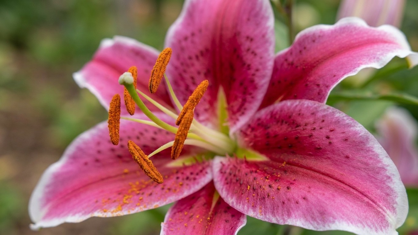 A Pretty Bouquet Could Kill Your Cat: Why Lilies Are More Dangerous Than You Think