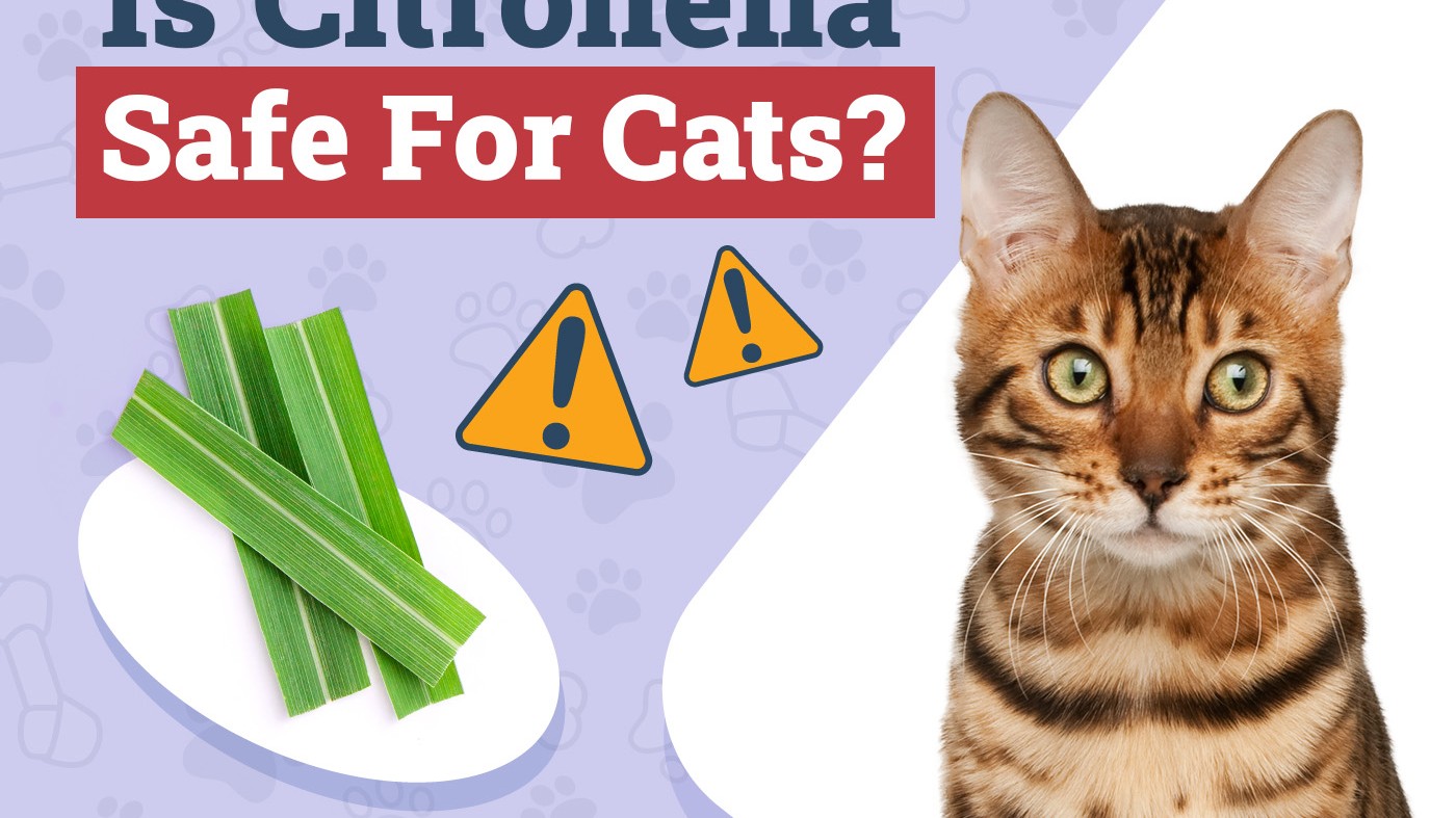 I Bought a 'Mosquito Plant' for My Balcony—Then My Cat Started Drooling and the Emergency Vet Revealed the Dangerous Truth