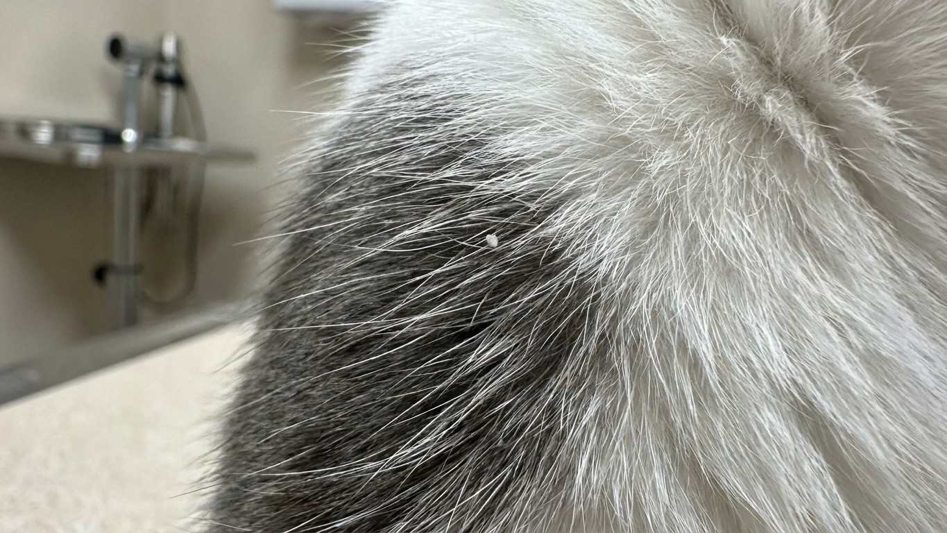 I brushed my cat every night thinking he just had dry skin: the evening I held the flakes under a lamp, I saw them move on...