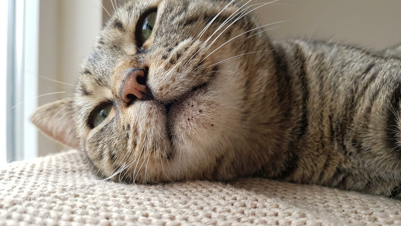 I scrubbed the black specks off my cat's chin for months thinking it was dirt: the vet showed me I wasn't cleaning the rig...
