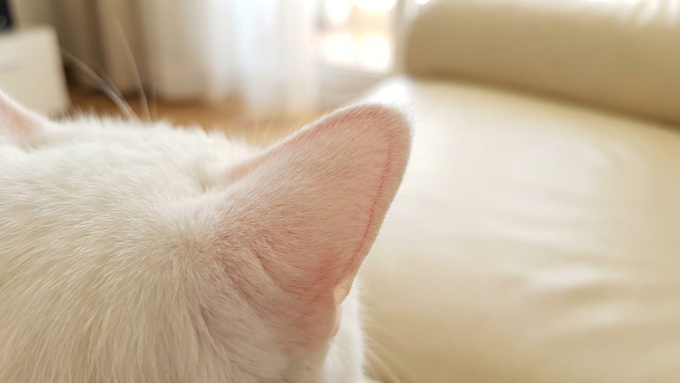 'I thought it was just a little sunburn': why the pink tip on a white cat's ear is a warning vets say you must never ignore