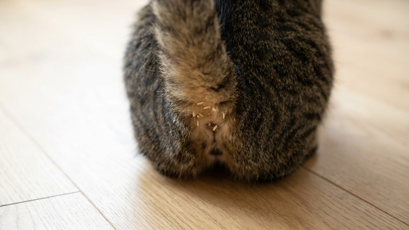 'I thought it was just dried litter': why those rice-like grains stuck under your cat's tail are a signal you must never i...