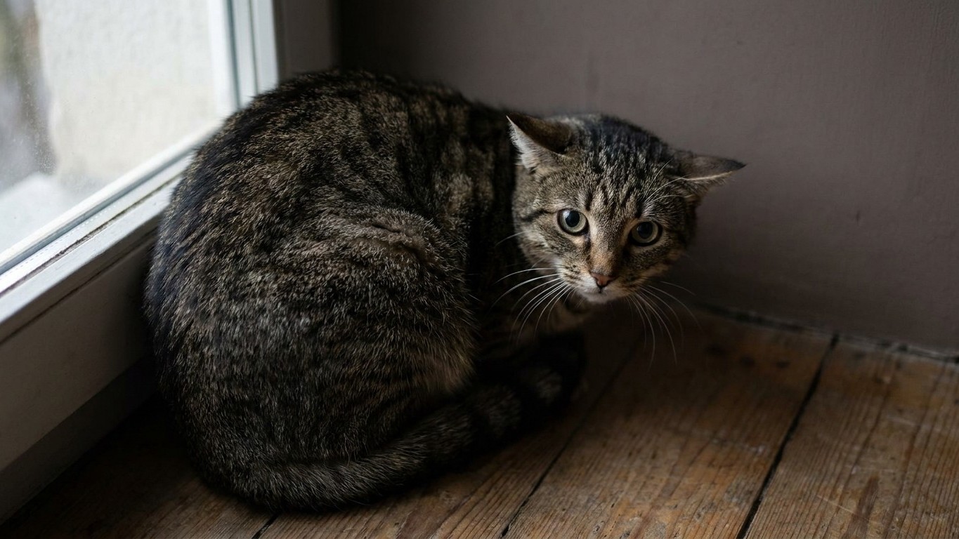 The Purr Your Cat Hides: What Vets Know That Most Pet Owners Don't