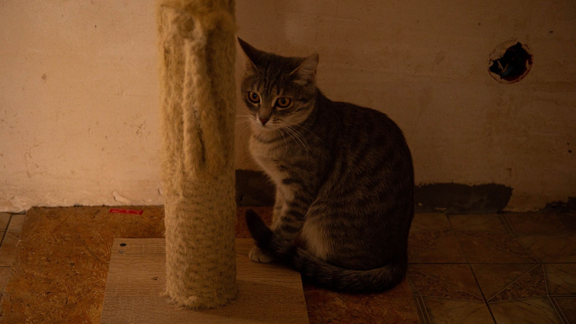An adult cat marks at 70 to 90 cm from the floor at full stretch: what a post under 1 m pushes it onto doesn't show until ...