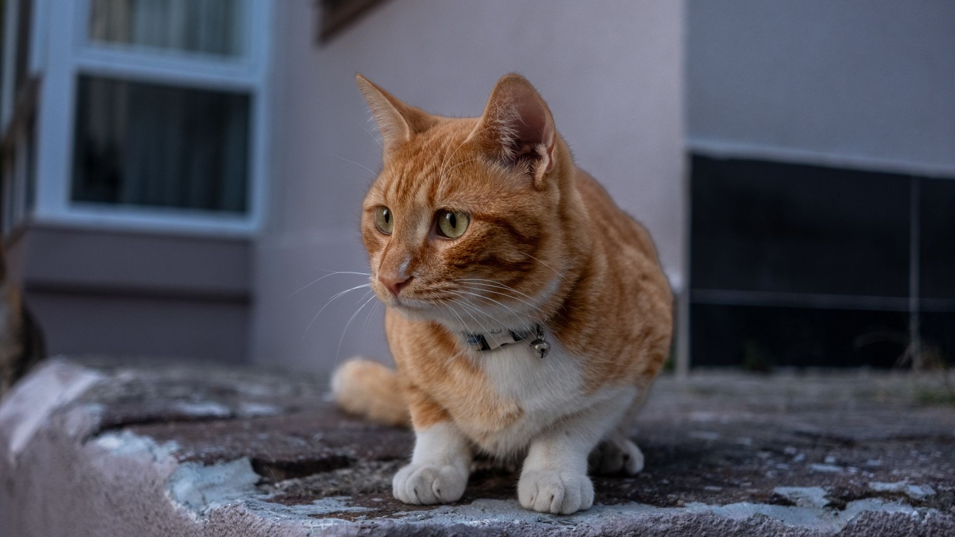 I bought my cat a stretchy GPS collar just to know where he wandered at night: the morning I found him pinned against the ...