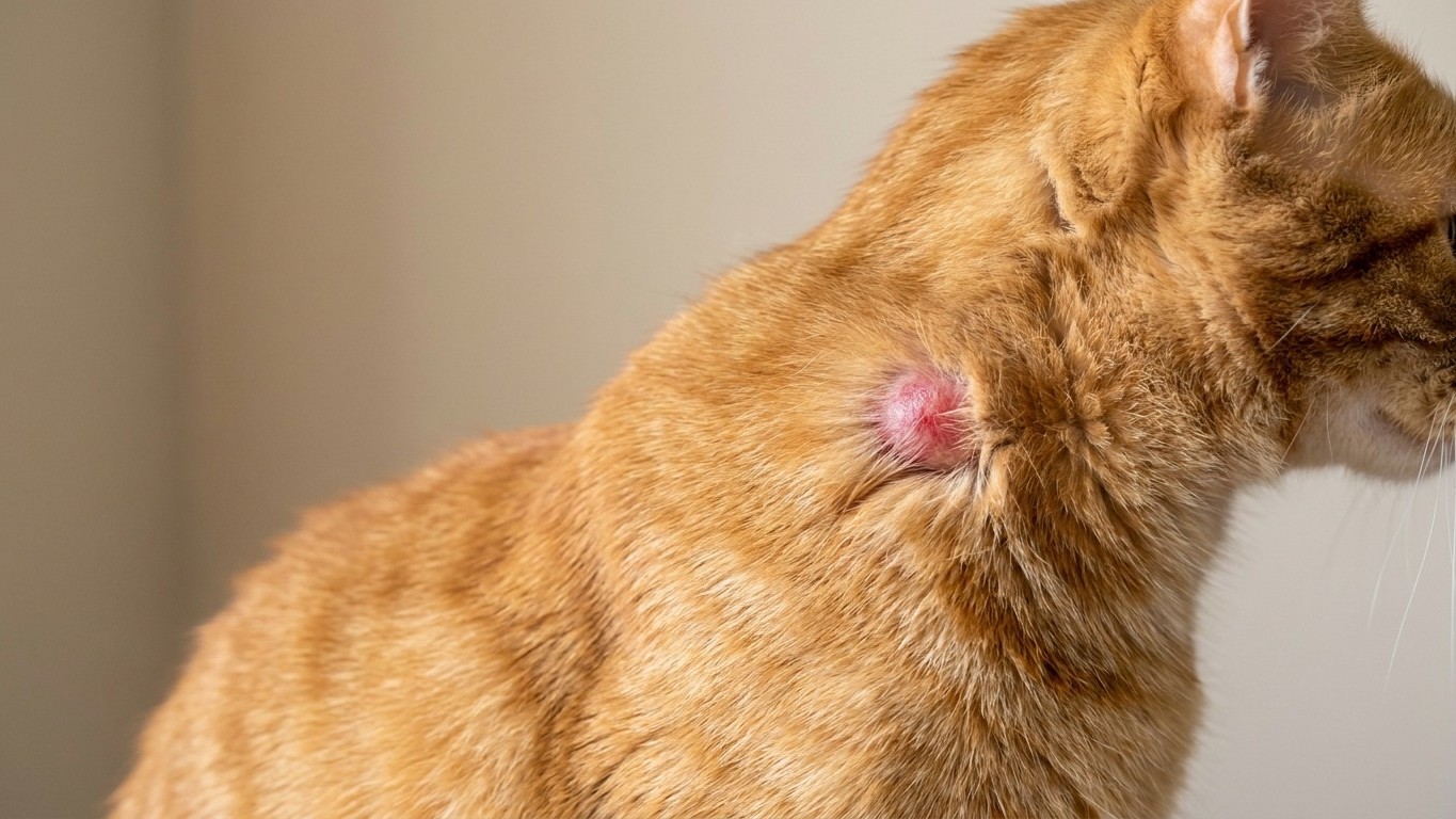 I looked my tomcat over after his scrap with the neighbour's cat and found nothing but a scratch: four days later, the swe...