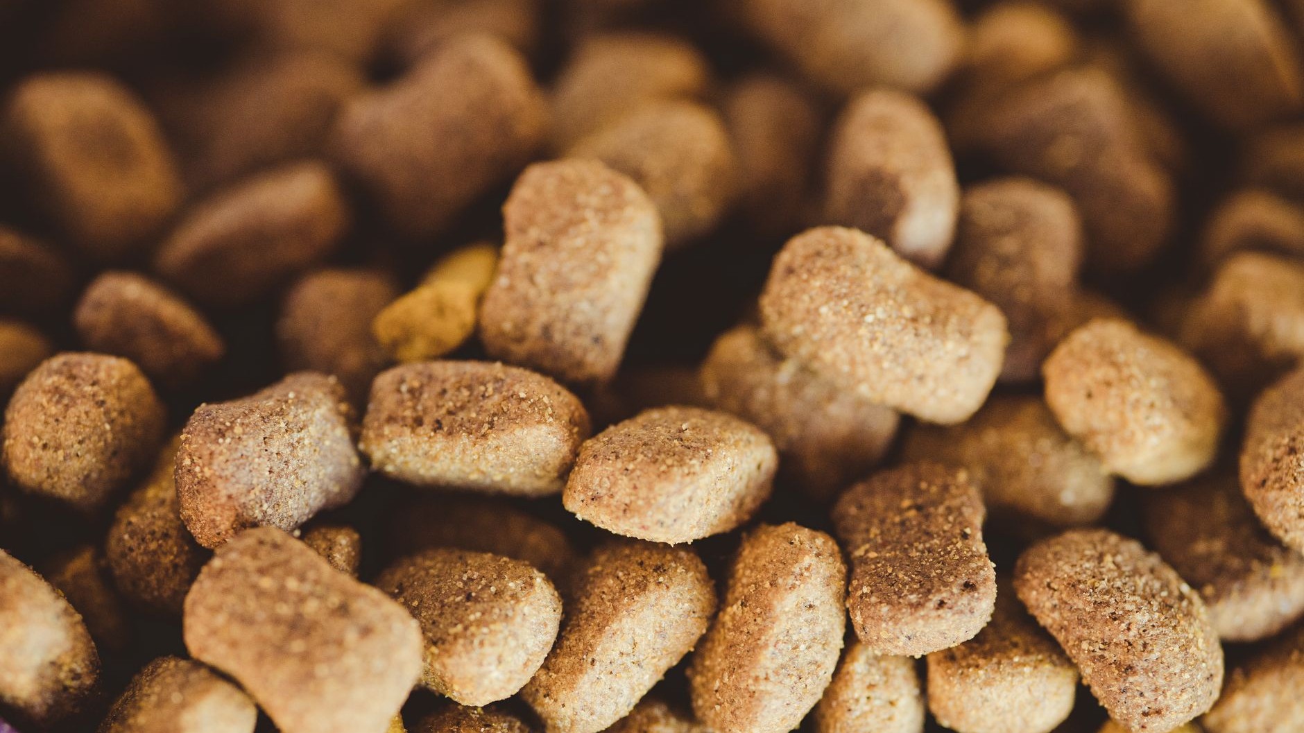 I switched my cat to insect-protein kibble just to shrink our carbon footprint: eight months later, the vet told me what t...