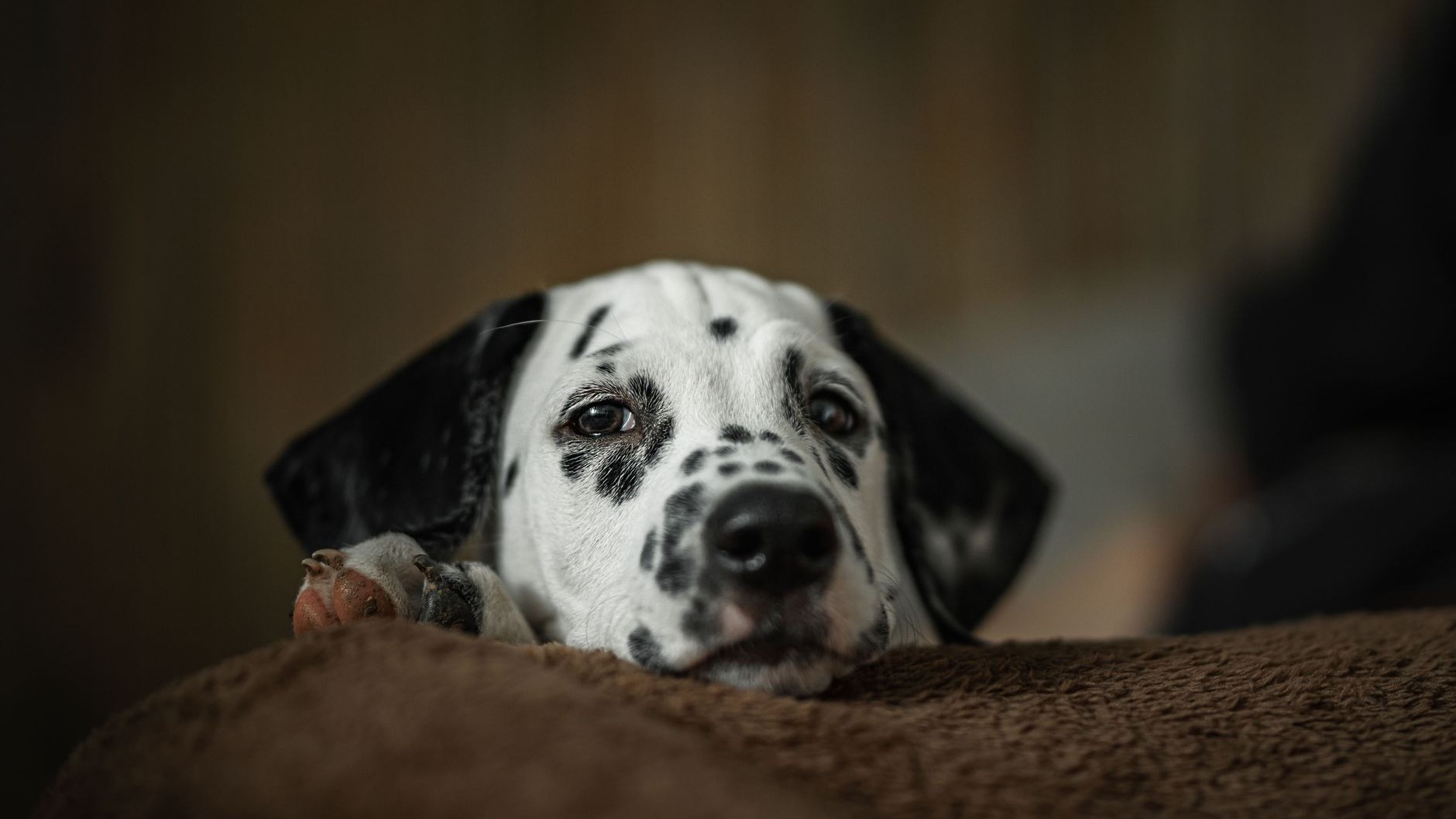 « I thought a plant-based one was gentler than the chemicals »: why the same drops that suit the dog are judged dangerous ...