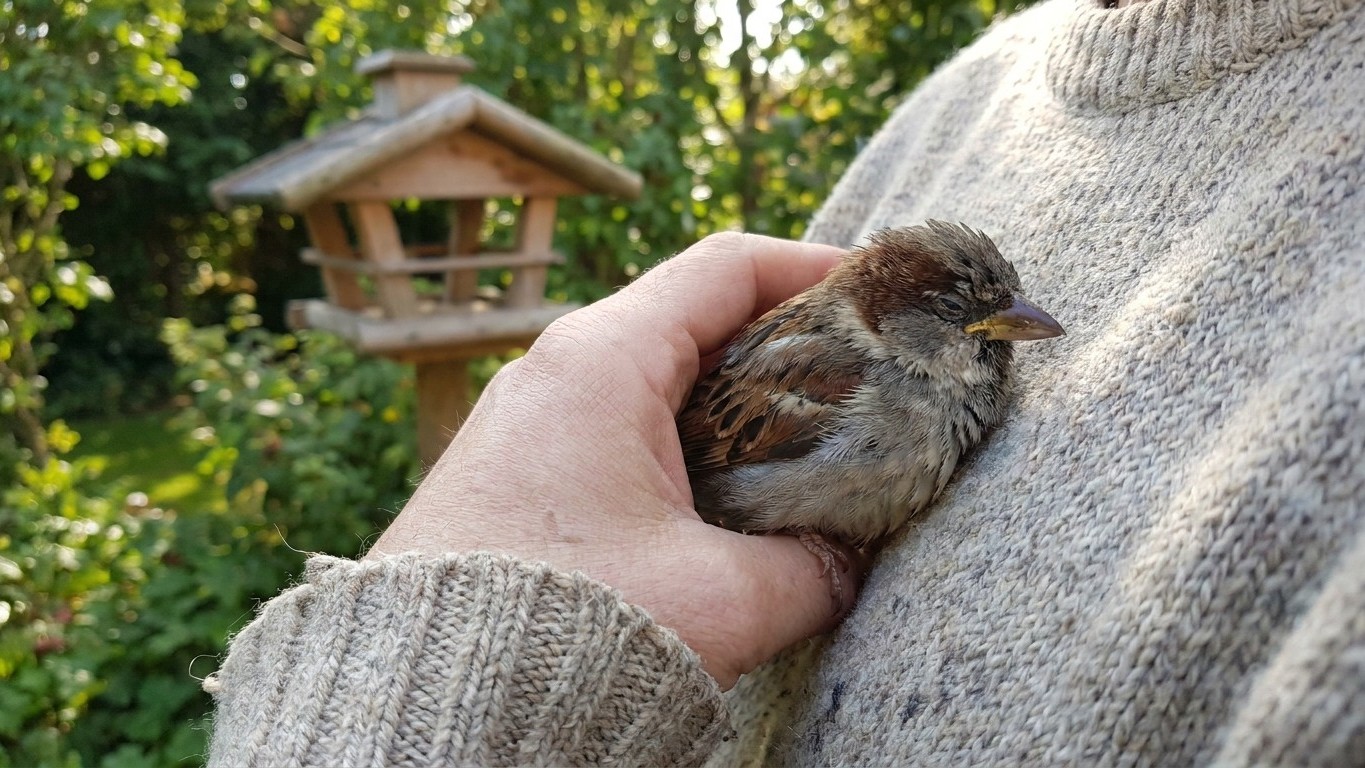 I took the slow little bird from my cat's mouth under the feeder just to set it free: twenty-four hours later, the fever h...