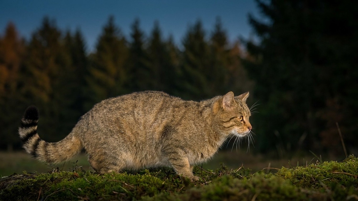 I trapped what I thought was a stray tabby at the edge of the Jura forest: when I finally looked at its tail, it was alrea...