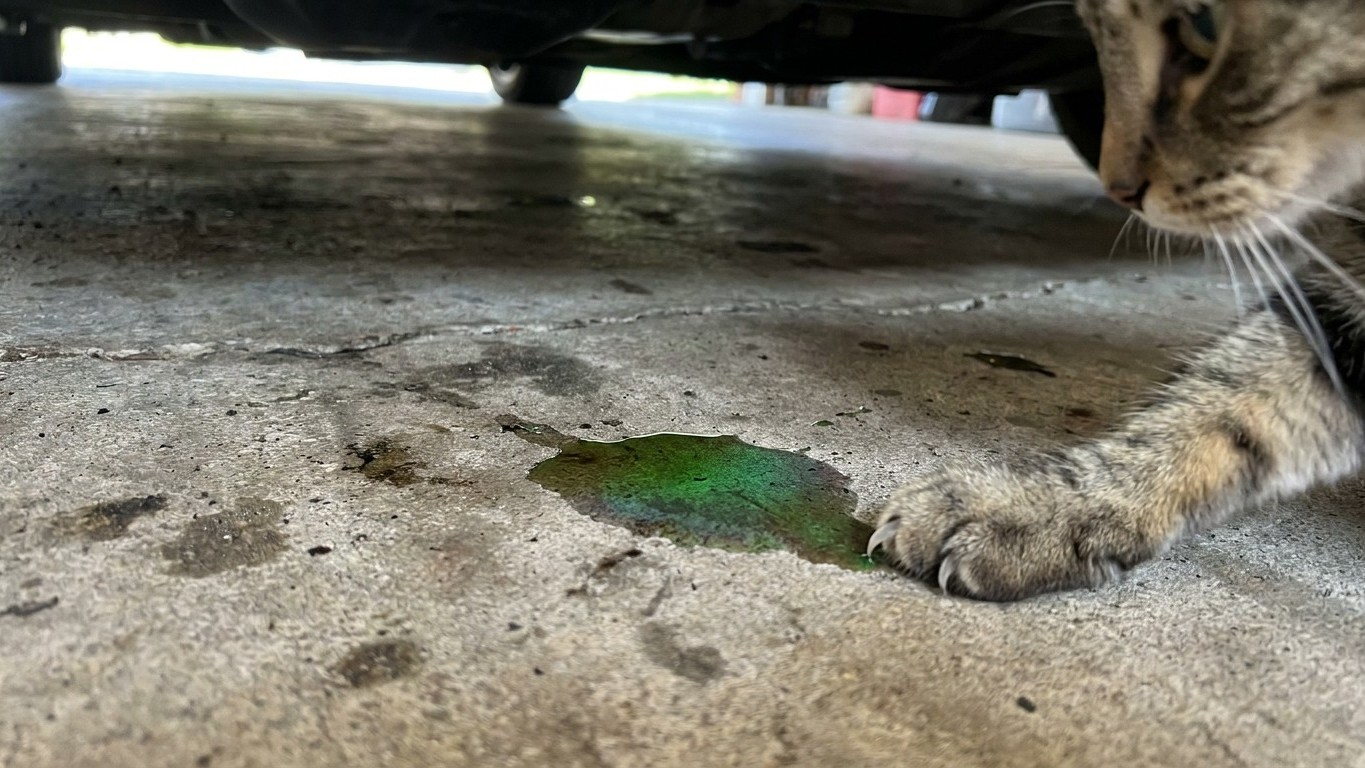 I wiped the green puddle from under my car in August just to keep the garage tidy: by that evening, I understood what my c...