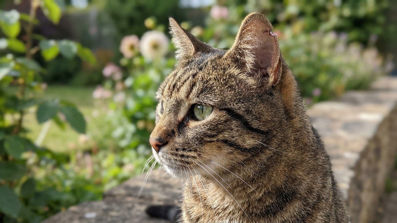 My neighbour brings back every stray he traps with a small notch cut in one ear, and it's not from an old fight